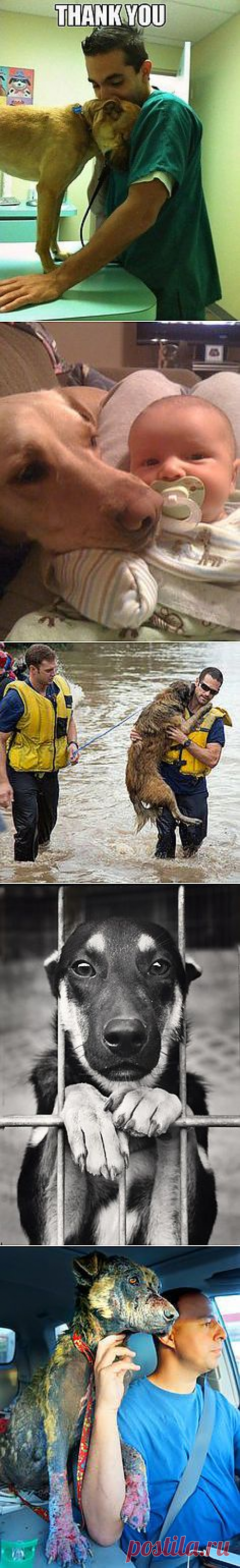 Photo capturing Austin firefighters saving dog ... | Animals......&lt;3 …