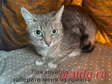 Кошка очень хочет домой! Москва. тел 8(9О3)613-14-89  – ЗАЩИТА ЖИВОТНЫХ, пользователь Наталья Г | Группы Мой Мир