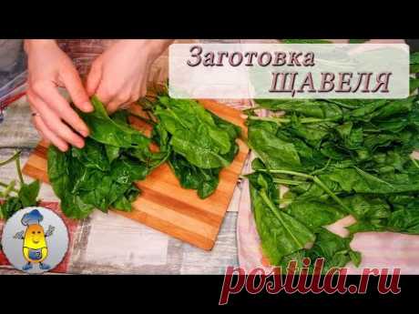Заморозка щавеля на зиму: 2 удобных способа, как заморозить щавель для борща или супа