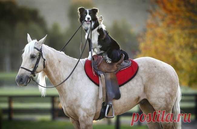 As 100 fotos de cachorros mais adoráveis de todos os tempos