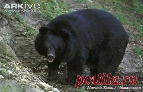 arkive wildlife: 1 тыс изображений найдено в Яндекс Картинках