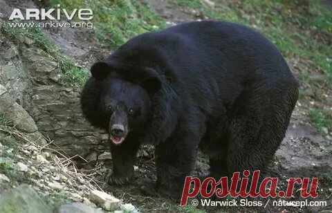 arkive wildlife: 1 тыс изображений найдено в Яндекс Картинках