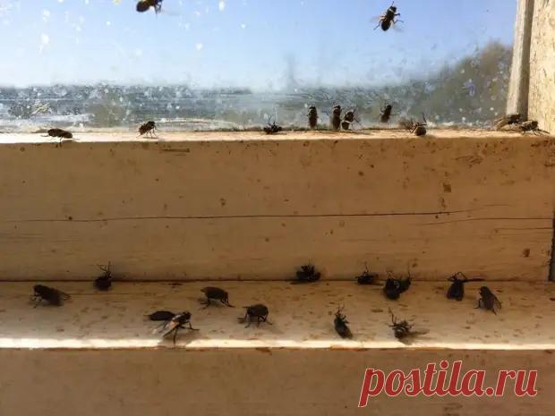 Как моя бабка избавляла дом от комаров, мух, моли и прочих насекомых очень быстро и просто - Квартира, дом, дача - 23 апреля - Медиаплатформа МирТесен