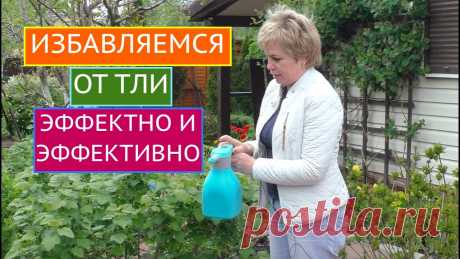 ТЛЯ НА УЧАСТКЕ? ПРИШЛО ВРЕМЯ ОТ НЕЕ ИЗБАВИТЬСЯ! Лариса, растения одолевает зеленая/черная/галловая тля, помогите!Помогаю, друзья мои! В этом ролике я предложу Вам на выбор много способов борьбы с этим вред...