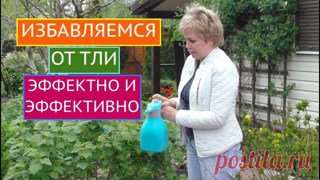 ТЛЯ НА УЧАСТКЕ? ПРИШЛО ВРЕМЯ ОТ НЕЕ ИЗБАВИТЬСЯ! Лариса, растения одолевает зеленая/черная/галловая тля, помогите!Помогаю, друзья мои! В этом ролике я предложу Вам на выбор много способов борьбы с этим вред...
