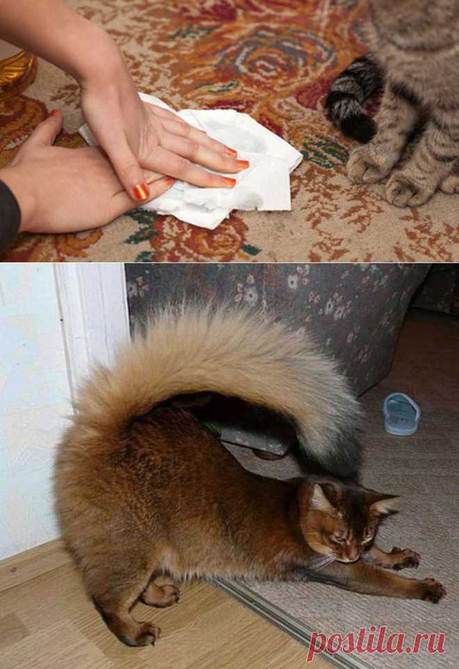 Как убрать запах кошачьей мочи и шерсть в доме - Домашние любимцы - Женский Мир