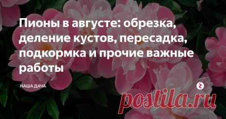 Пионы в августе: обрезка, деление кустов, пересадка, подкормка и прочие важные работы Чтобы пионы из года в год радовали вас своей красотой, за ними, понятное дело, нужно правильно ухаживать. Август – «горячая пора» по уходу за пионами, за это время нужно совершить правильный уход за кустами, чтобы на будущий год они вас порадовали своим дружным цветением.