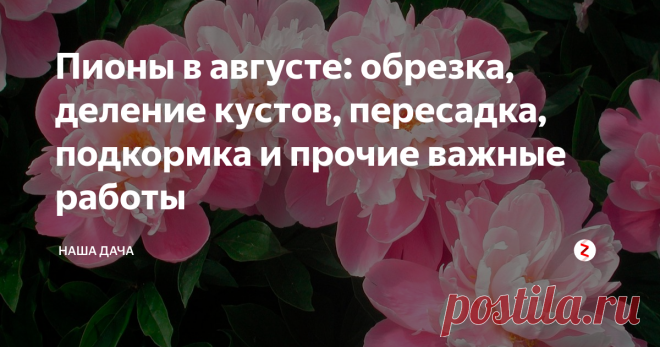 Пионы в августе: обрезка, деление кустов, пересадка, подкормка и прочие важные работы Чтобы пионы из года в год радовали вас своей красотой, за ними, понятное дело, нужно правильно ухаживать. Август – «горячая пора» по уходу за пионами, за это время нужно совершить правильный уход за кустами, чтобы на будущий год они вас порадовали своим дружным цветением.
