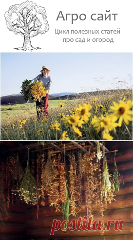 Как правильно собирать, сушить и хранить лекарственные растения