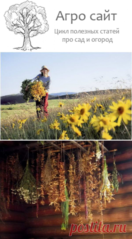 Как правильно собирать, сушить и хранить лекарственные растения