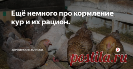 Ещё немного про кормление кур и их рацион. Основное стадо, теперь совмещенное с молодняком, притерлось, установило новую иерархию и занялось пополнением запасов яиц для своих кормильцев.