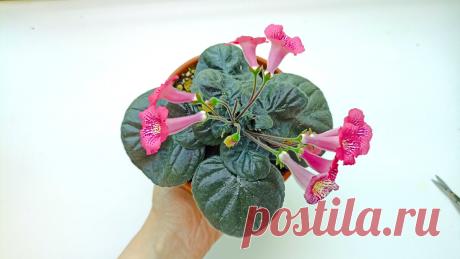 "Лужайка колокольчиков в горшке": постоянно цветёт, Знала бы - завела раньше | Сад Фрейи | Дзен