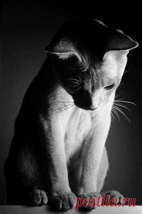 “i Wish I Could Write As Mysterious As A Cat.” –edgar Allan Poe