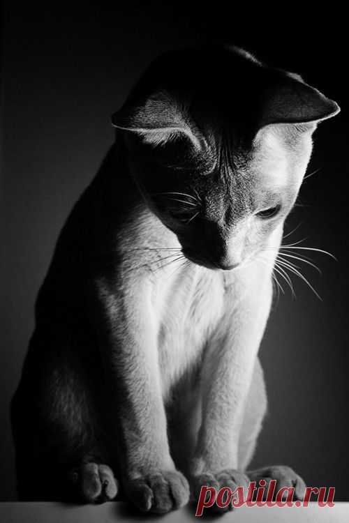 “i Wish I Could Write As Mysterious As A Cat.” –edgar Allan Poe