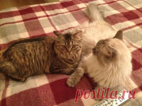 Шотландская королева в изгнании | Четвероногий юмор