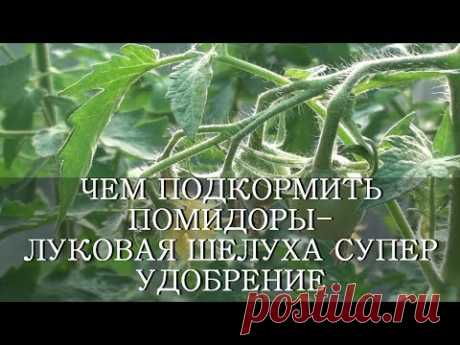 ЧЕМ ПОДКОРМИТЬ ПОМИДОРЫ-ЛУКОВАЯ ШЕЛУХА СУПЕР УДОБРЕНИЕ И СРЕДСТВО ОТ БОЛЕЗНЕЙ - YouTube