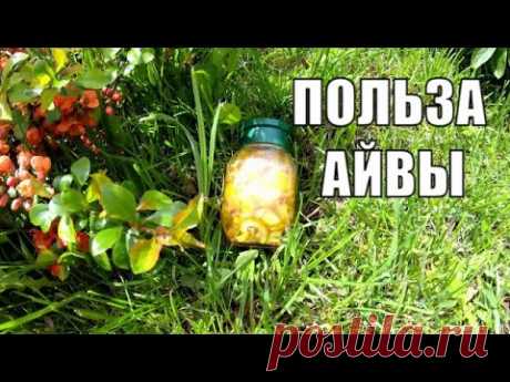 Японская айва. Заготовка, полезные свойства, уход, размножение. Сироп и варенье из айвы Японская айва - это не только декоративный кустарник, но и растение, обладающее полезными свойствами. Варенье из айвы просто восхитительно. Полезны как листь...