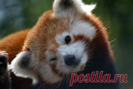 35 Cats And Other Cute Animals Winking - Искусство здоровой жизни