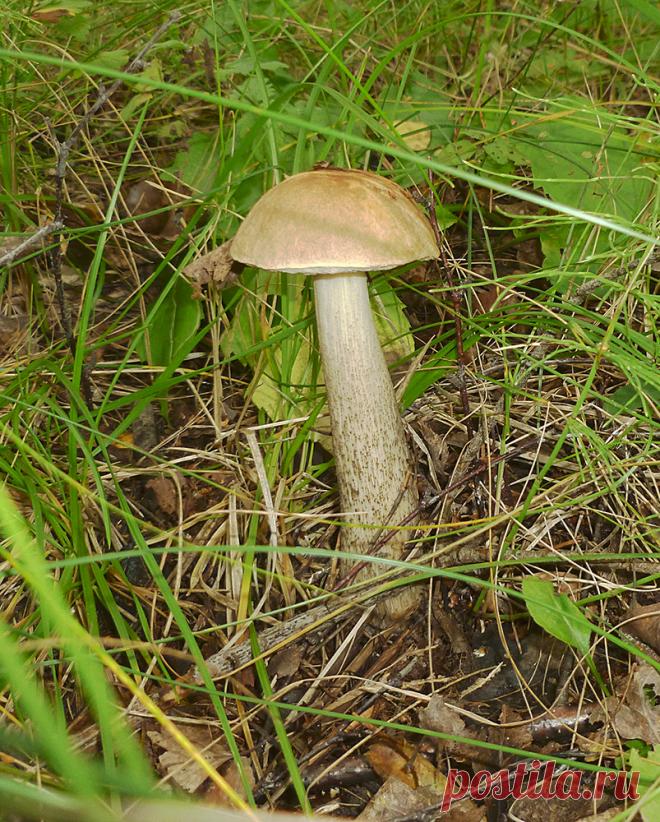 Грибы в лесу. Как найти грибные места. Фото грибов.