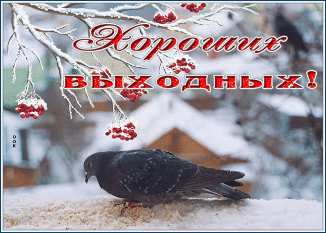 Милая картинка хороших выходных с голубем