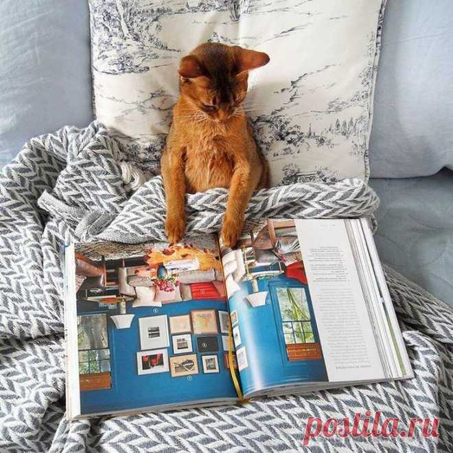 17 фотографий, которые доказывают, что котикам можно все. И даже немного больше