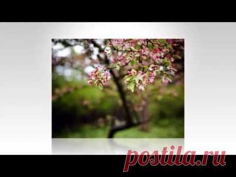 Красивые пейзажи весны.Красивые картинки весны фото - YouTube
