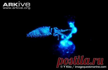 arkive animals - Поиск в Google
