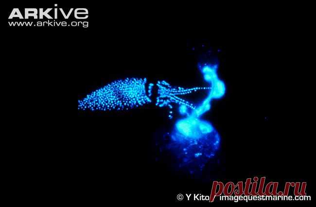 arkive animals - Поиск в Google