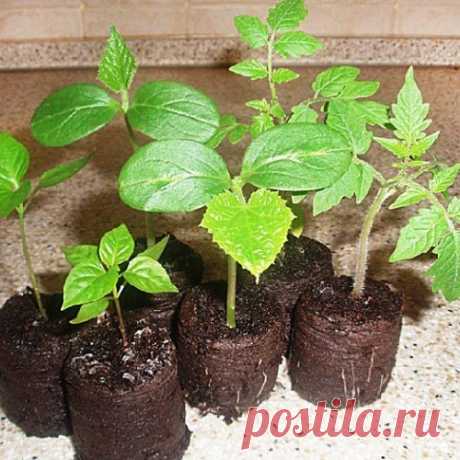 Самые лучшие советы по выращиванию рассады