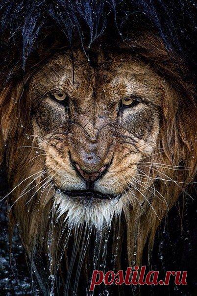 Под терпением кроется мужество и золото / Основы бизнеса