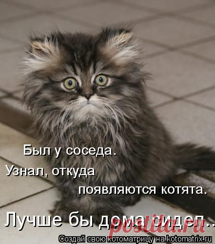 Прикольные животные