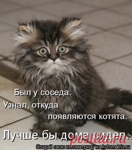 Прикольные животные