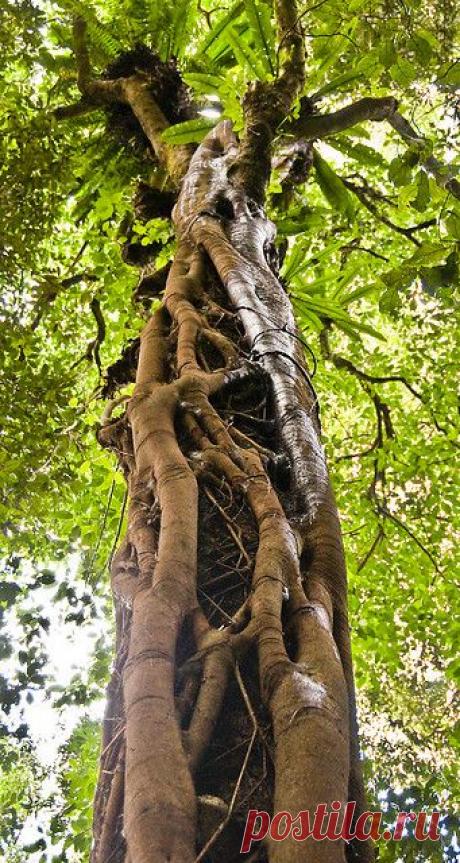 легенда о дереве