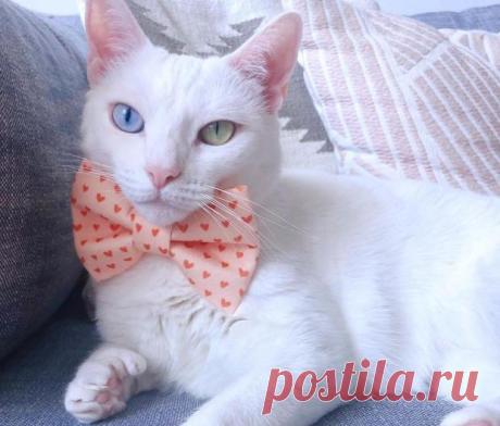 История кошки с глазами разного цвета которая нашла новую семью и стала звездой сети