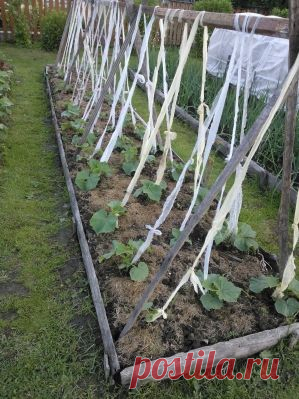 Помощники дачника из обычного продуктового магазина - Садоводка