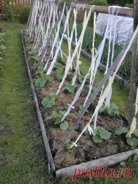 Помощники дачника из обычного продуктового магазина - Садоводка