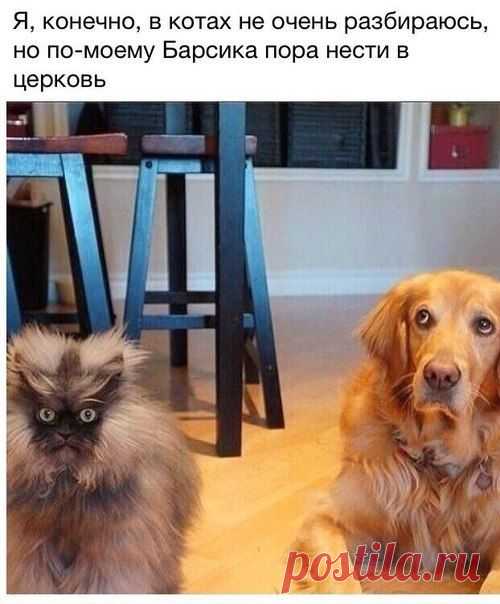 котики Поиск
