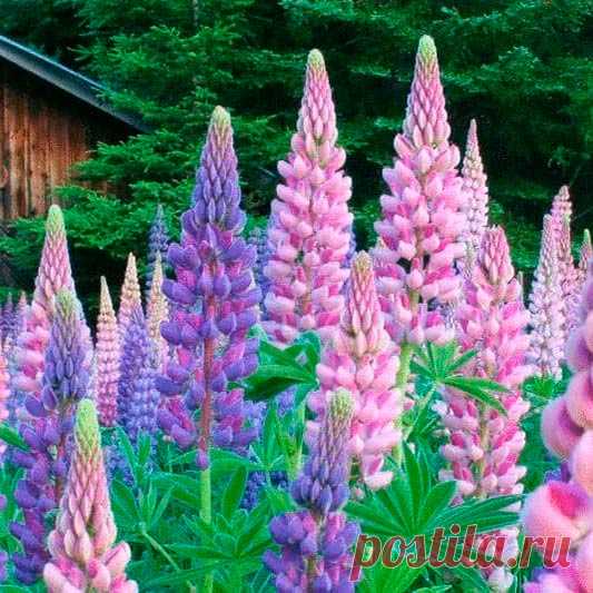 Многолетний садовый цветок Люпин (Lupinus). Многолетнее травянистое растение. Стебли высотой от 50 до 120 см. Листья пальчато-сложные на длинных черешках. Цветки мотыльковые, разнообразных окрасок, собраны в кистевидные соцветия. На корнях развиваются клубеньки с бактериями, способными фиксировать азот из воздуха. Цветет в июне - июле.