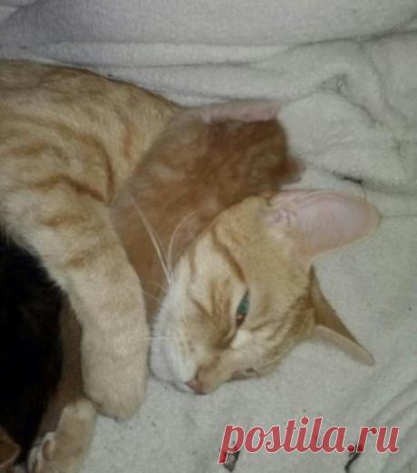 Такие заботливые мамы: Фотографии животных, которые немного устали от своих детёнышей