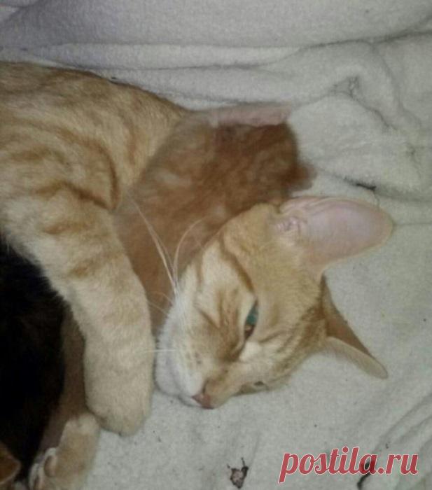 Такие заботливые мамы: Фотографии животных, которые немного устали от своих детёнышей