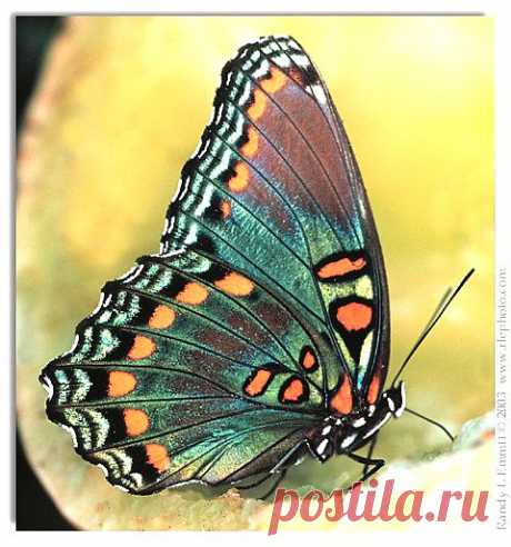 бабочки