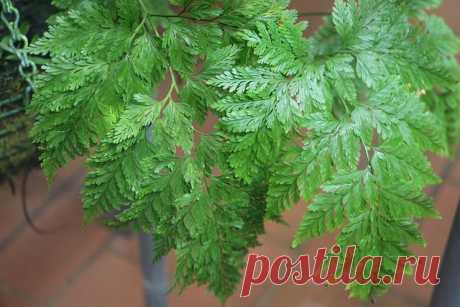 Даваллия: фото, советы и рекомендации по уходу | flori-da.ru