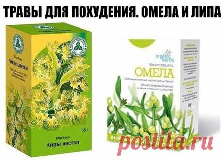 ТРАВЫ ДЛЯ ПОХУДЕНИЯ. ОМЕЛА И ЛИПА

Как говорит Сергей Макеев, доктор народной медицины: За 5 дней сбросить 5кг веса - это не предел. 

Есть очень старый и не раз проверенный рецепт: 

Берём липу, примерно горсть и заливаем её в термосе одним литром кипятка. И пьём в течение дня когда захочется пить. То есть ничего кроме липы не пьём. Кушаем, что хотим, но умеренно. 

На другой день берём Омелу ивную. Это растение от ста заболеваний. Опять же завариваем горсть травы на один...