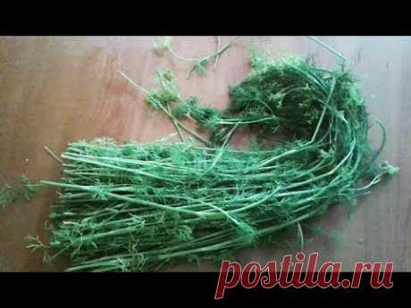 Не выкидывайте стебли укропа! Их можно использовать