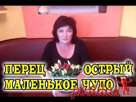 Перец острый " Маленькое чудо "