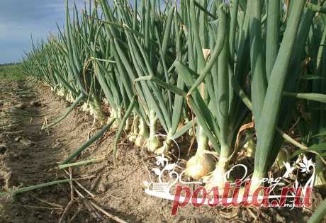 Луку навоз не даю!