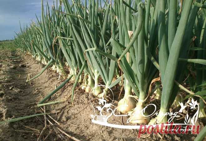 Луку навоз не даю!