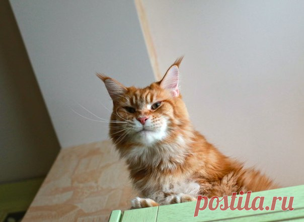Этот рассказ невозможно читать без смеха: как кота отучали ходить по кровати