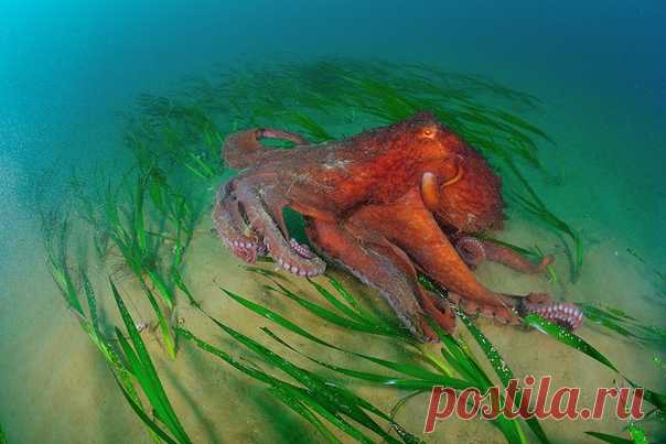 Гигантский осьминог Дофлейна прогуливается по морскому дну. Редкого и скрытного обитателя морских глубин сфотографировал ШАГ: nat-geo.ru/photo/user/44600/