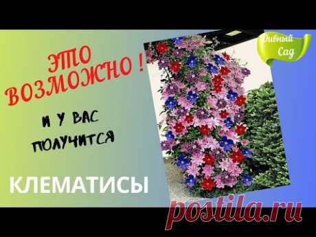 КРАСИВО, ГЛАЗ НЕ ОТОРВАТЬ! Как я подбираю СОРТА КЛЕМАТИСОВ на одну опору! Совместная посадка!